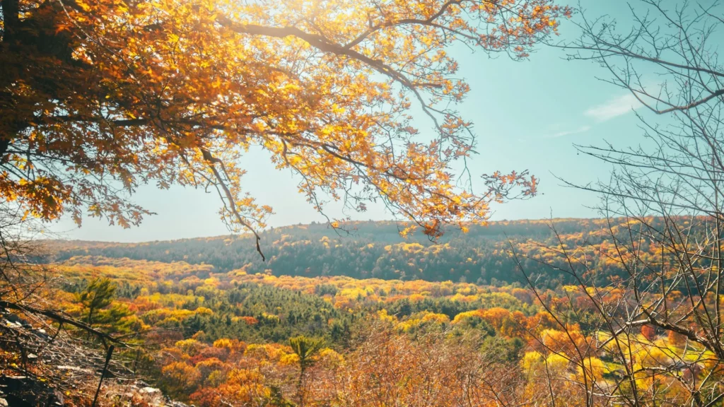 fall landscape