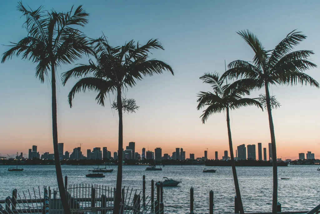 palm trees