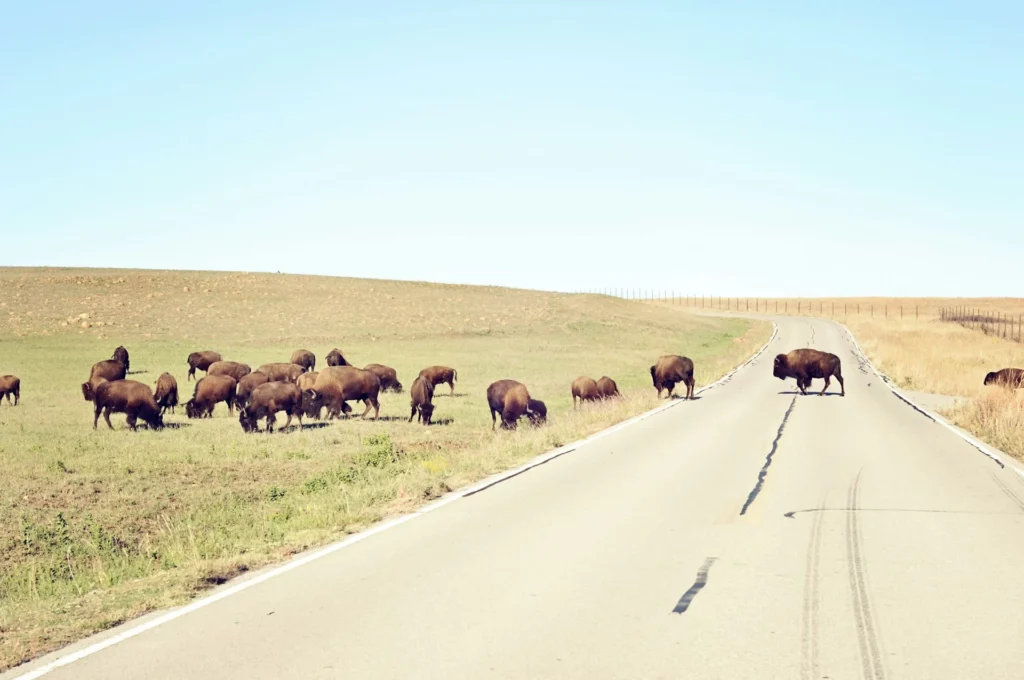 wild buffalo in oklahoma